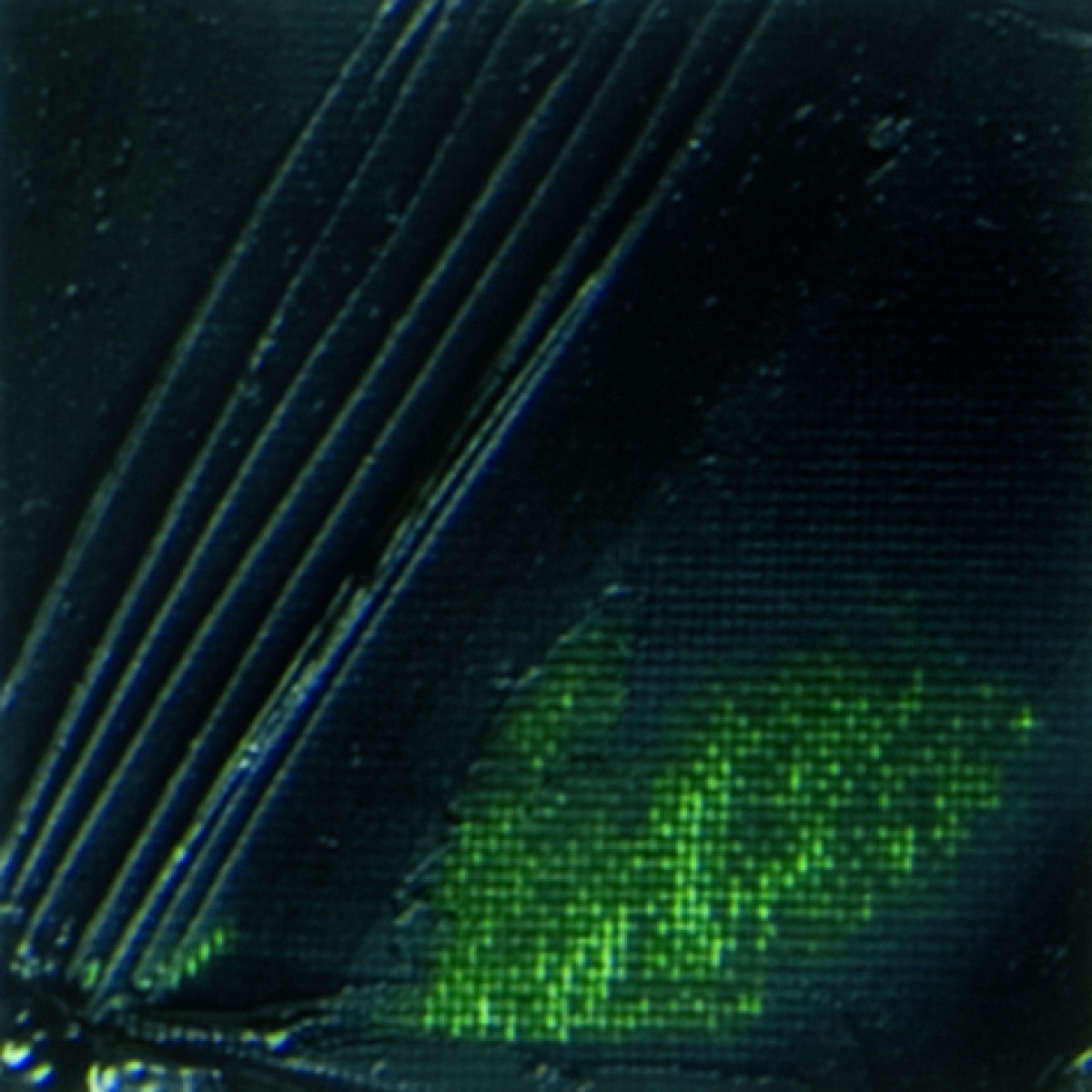 STUDIO FINE XL OIL - SAP GREEN(17)